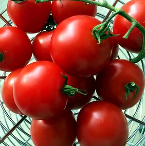 Tomato grow vegetables