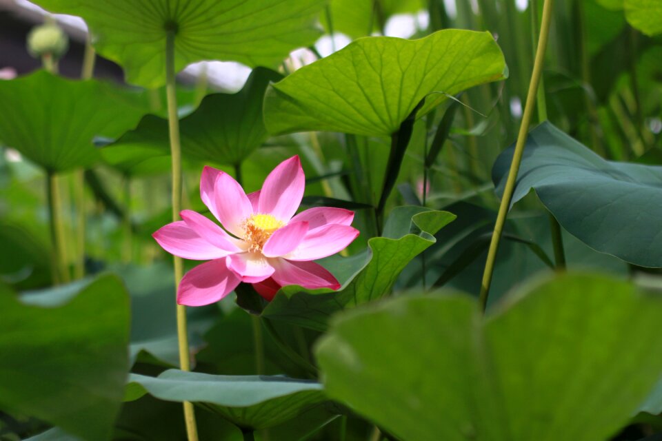 Nature flowering semi circle