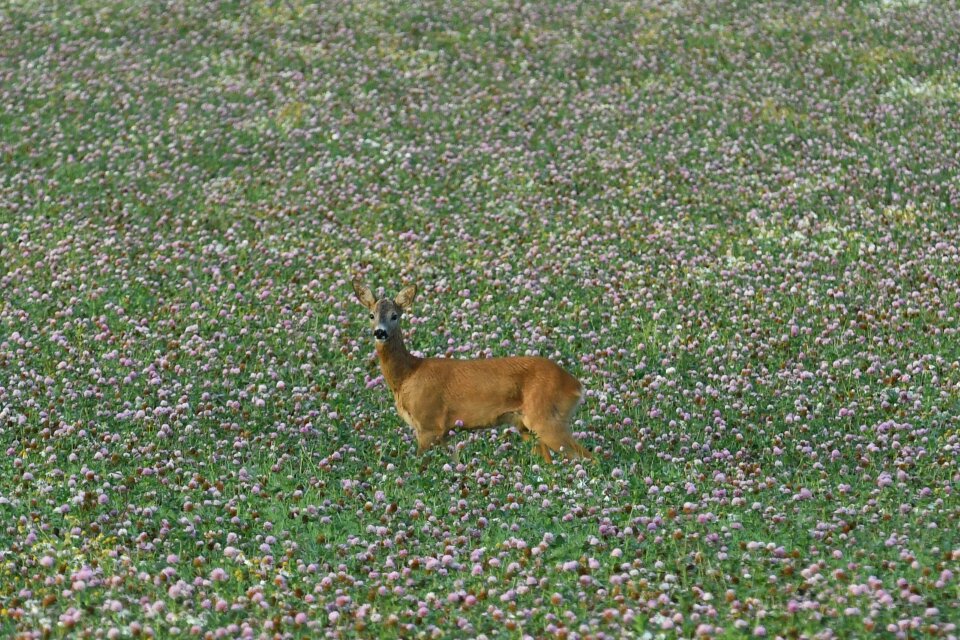 Animals field nature