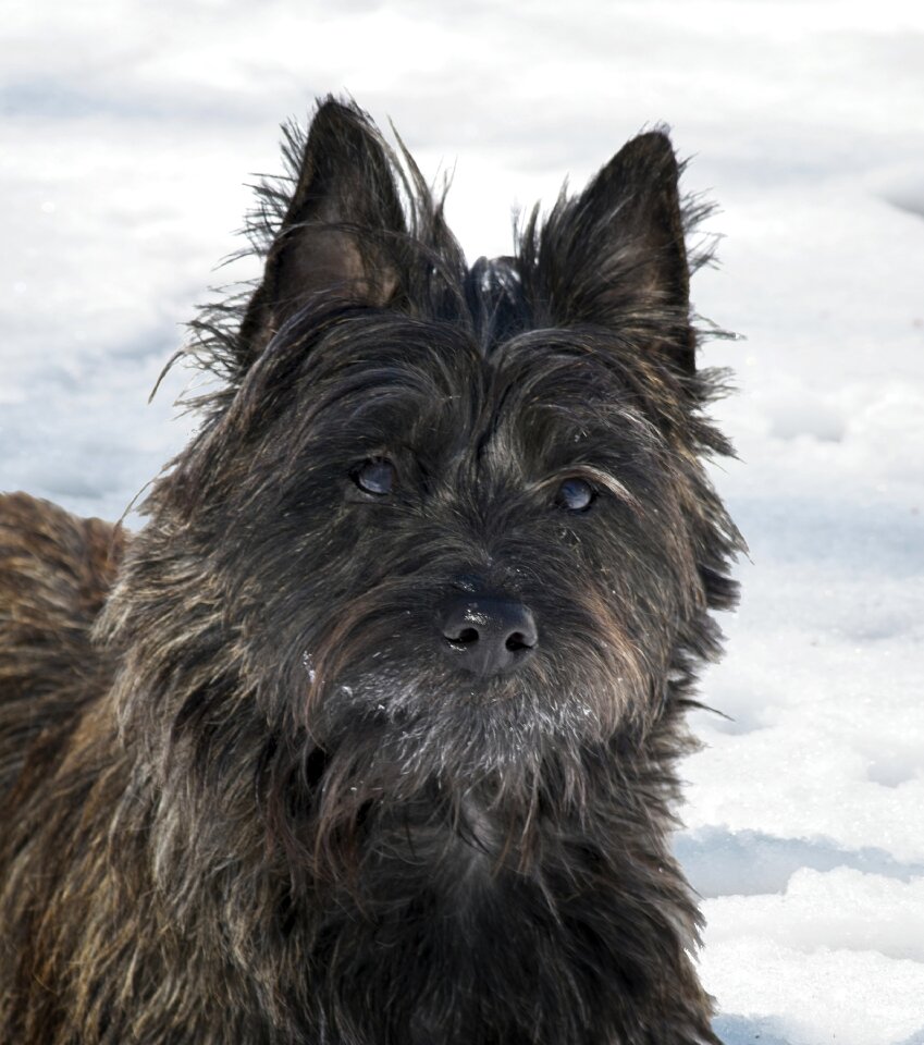 Portrait mammal pet