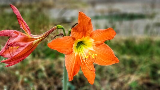 Orange yellow nature