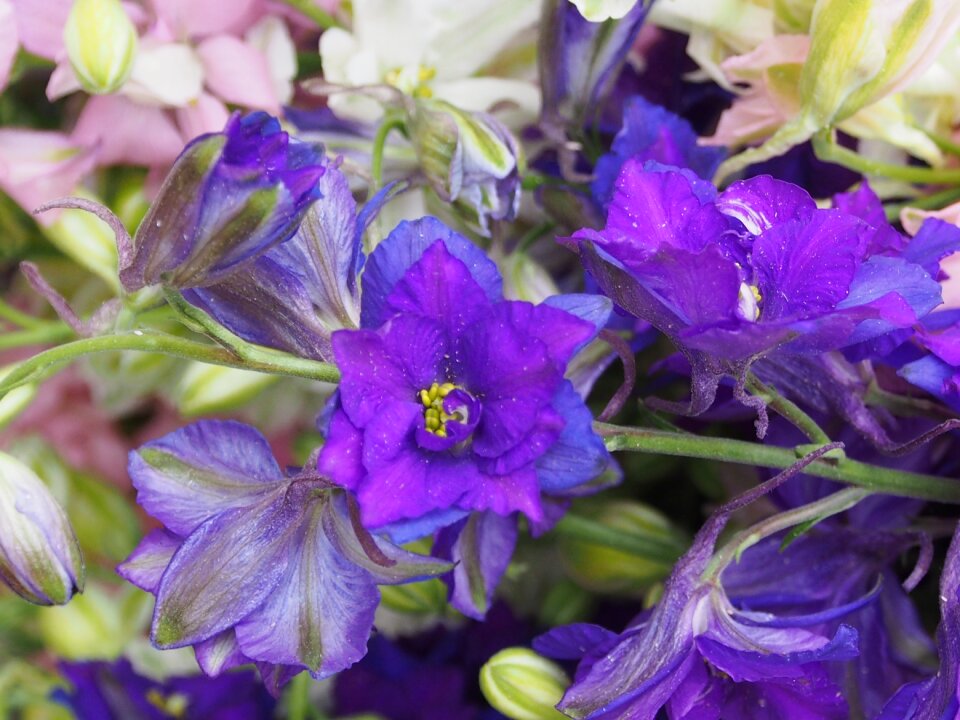 Blue flower bud close up photo