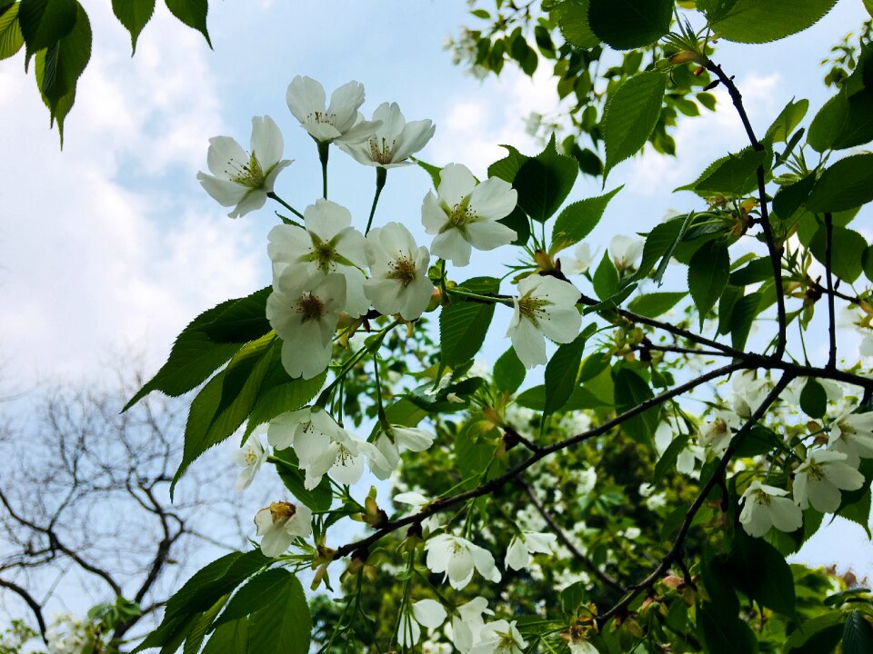 Nature leaf park