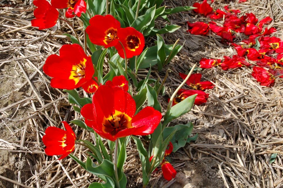 Season garden tulips