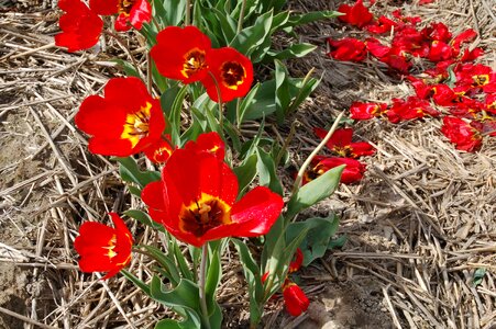 Season garden tulips photo
