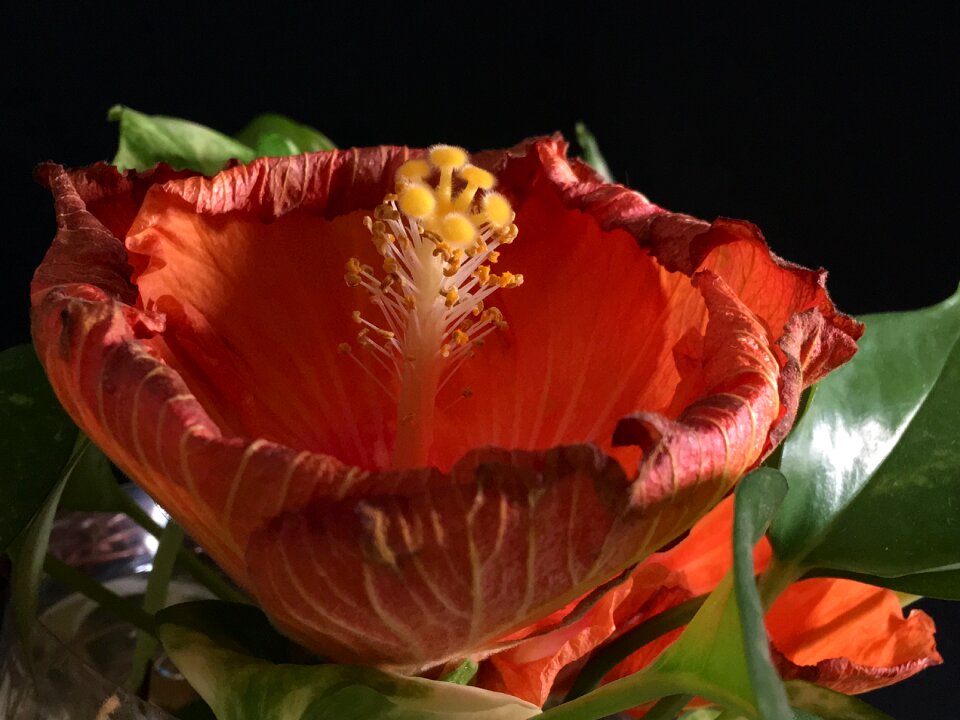 Flower garden nature