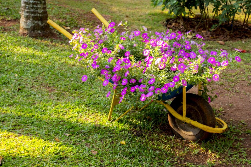 Nature plant summer