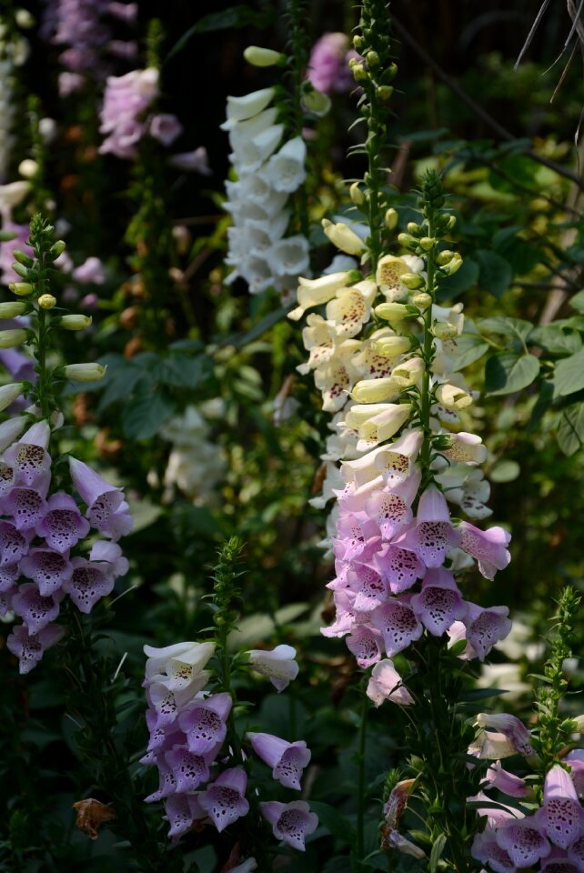 Plant garden nature