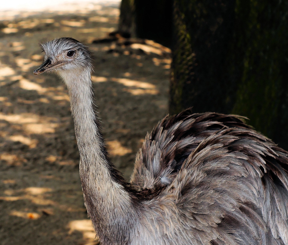 Bill flightless rhea americana