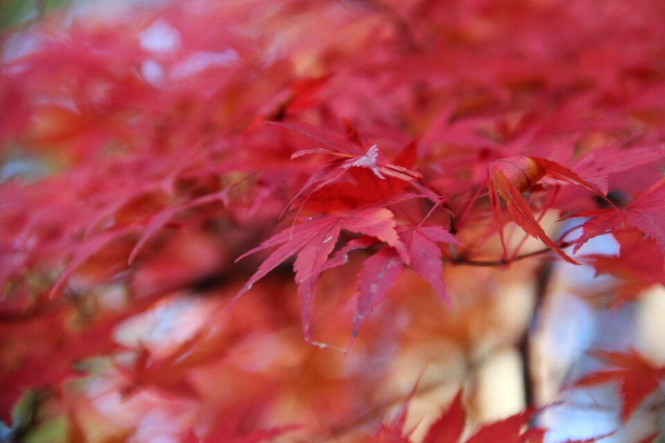Flora fall color