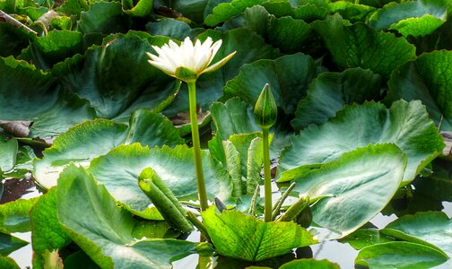 Flora flower pond photo