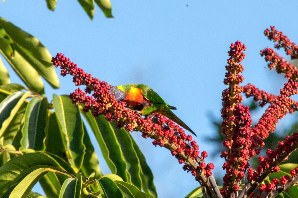 Tree leaf bird