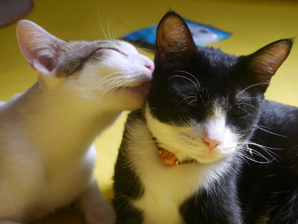 Pets animal cat
