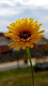 Summer daisy open air