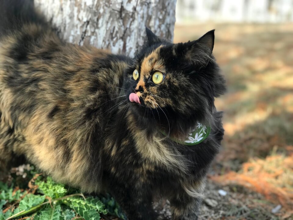 Mammal nature cat