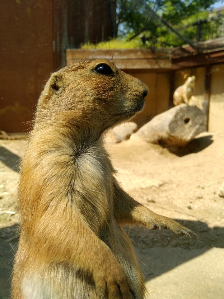 Mammal cute zoo