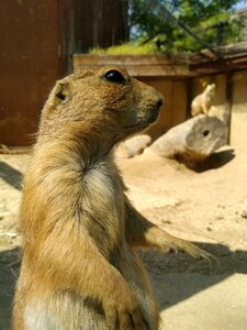Mammal cute zoo