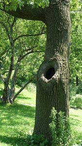 Nature green texture scene