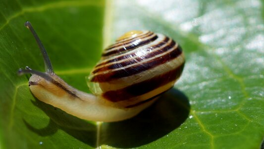 Gastropod crustaceans invertebrate