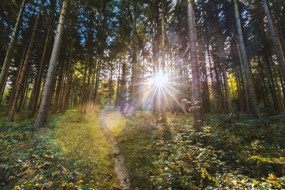 Landscape forest trees