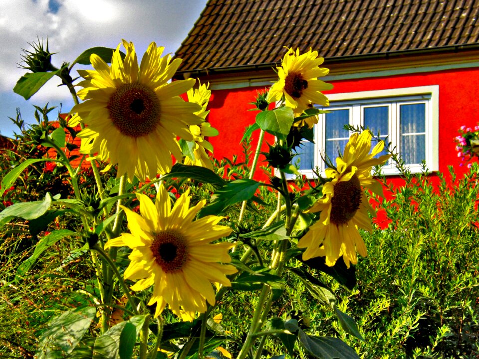 Flora field sunflowers