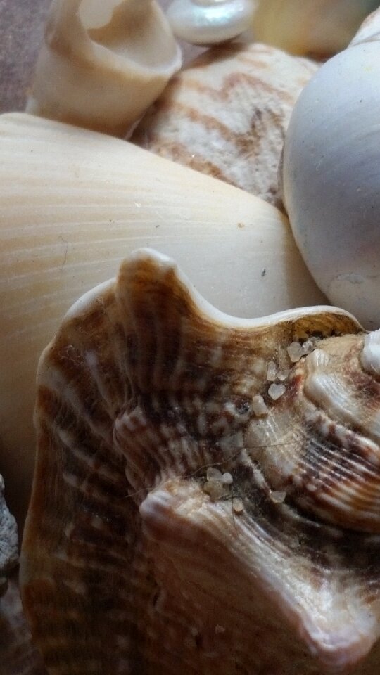 Animal shell