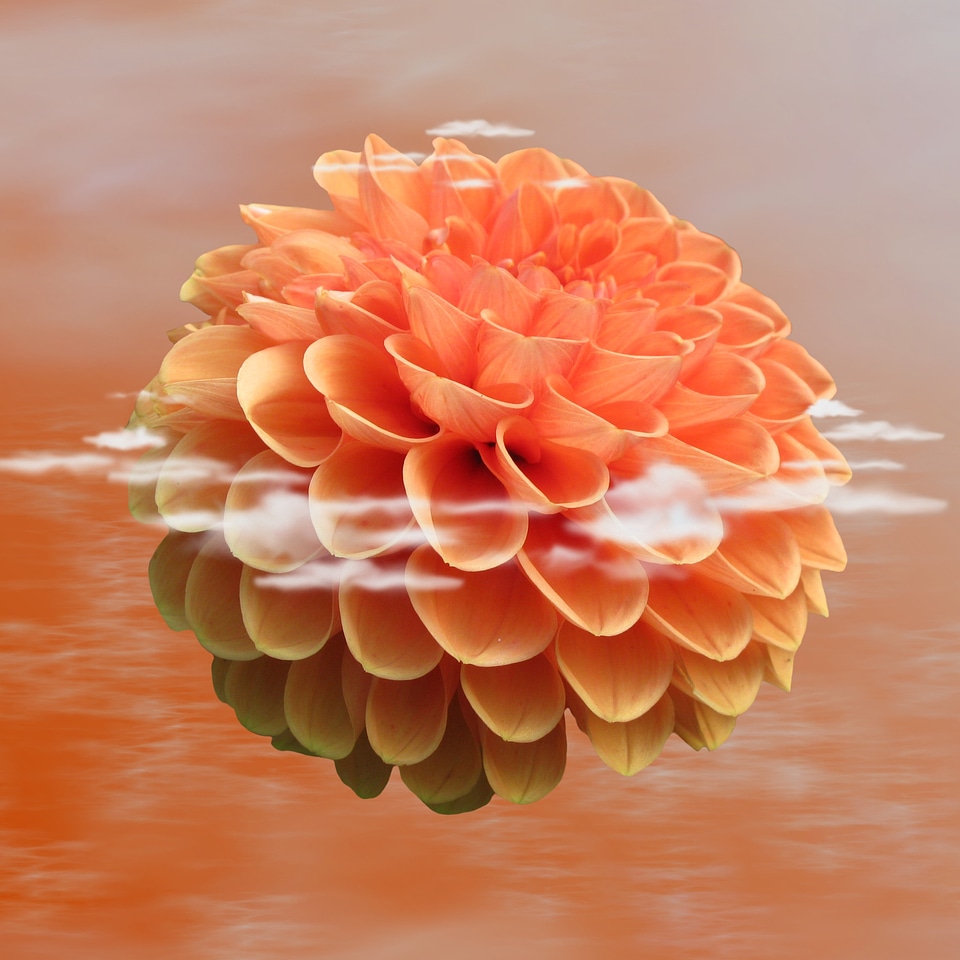 Bloom nature plant