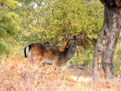 Outdoors deer forest animal photo