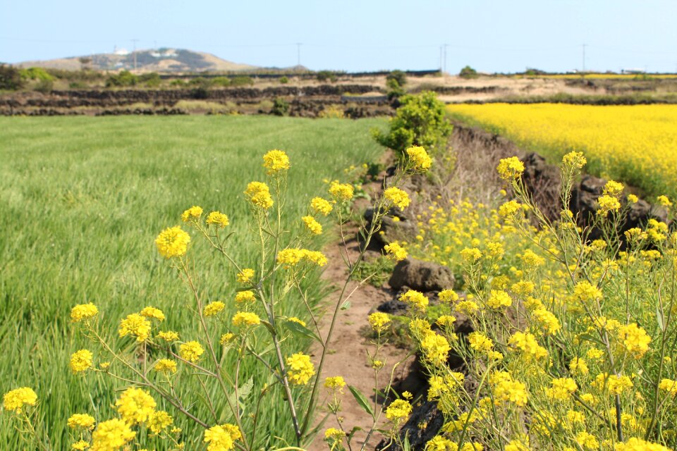 Scenery hayfields jeju
