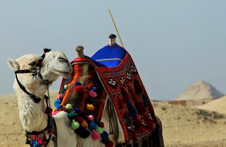 Traditional travel desert