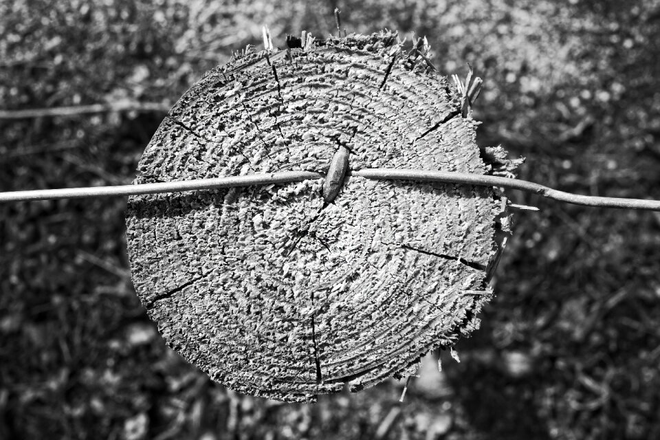 Wire fence barrier