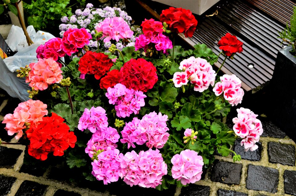 Sheet flowers flowering