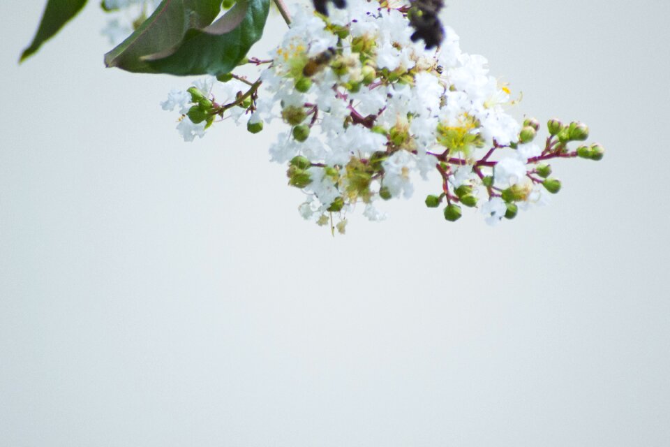 Leaf branch background