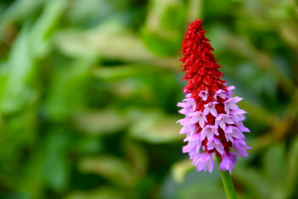 Leaf primrose orchid primrose