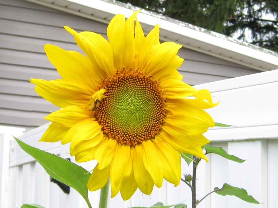 Summer leaf sunflower photo