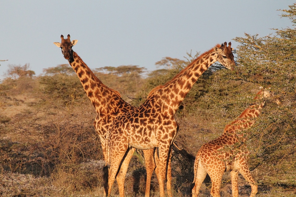 Africa nature landscape