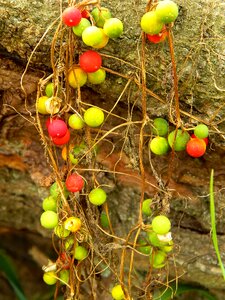 Red green unknown