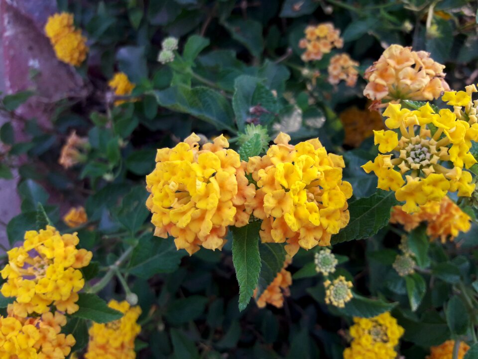 Floral garden yellow flower