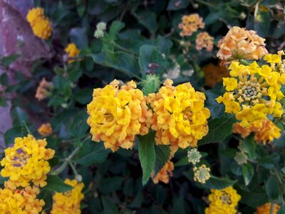 Floral garden yellow flower photo
