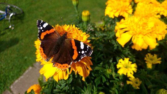 Butterfly Free photos