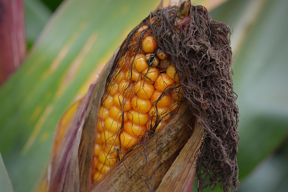 Flask vegetable nature