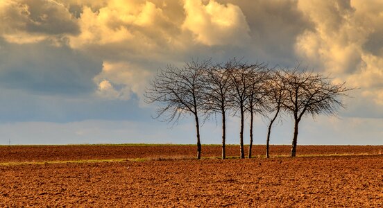 Sky dawn tree