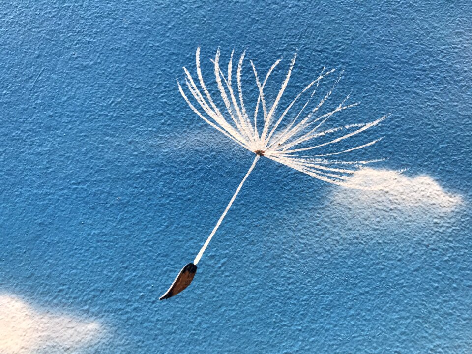 Nature athens dandelion