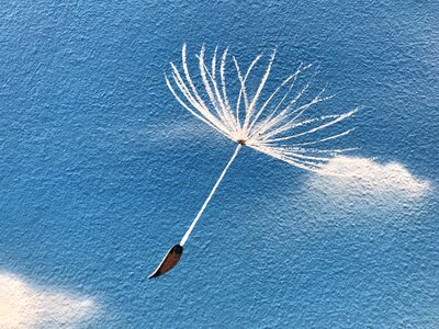 Nature athens dandelion photo