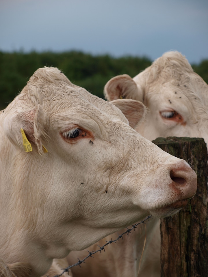 Farm agriculture cattle