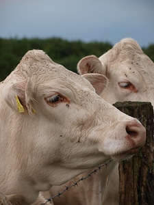 Farm agriculture cattle