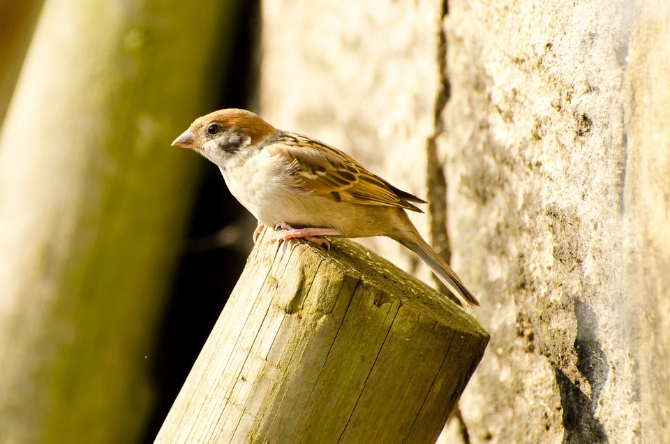 Wings feather wildlife photo