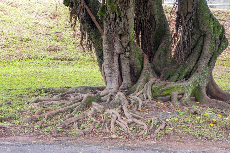 Root plant figueira