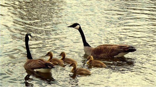 Swimming goose bernikla young photo