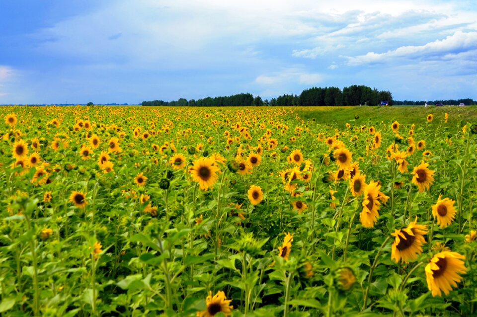 Agrofirm summer sunflower